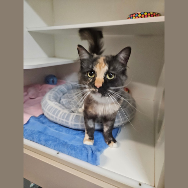 Photo of Mixie 