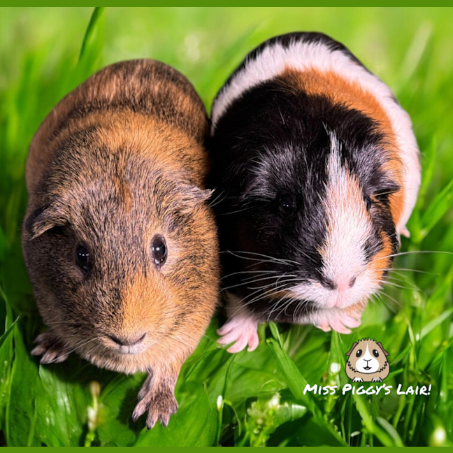 Photo of Buddy & Jemima