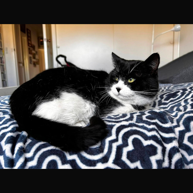 Photo of Bruce* 9 Lives Project Rescue*