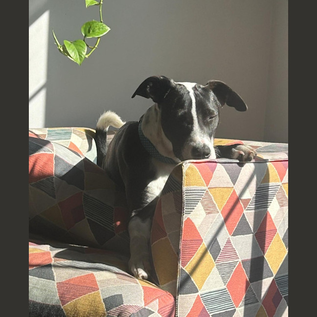 Photo of Comet