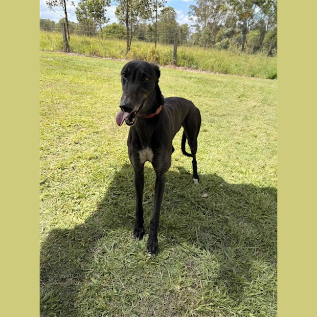 Photo of Dex