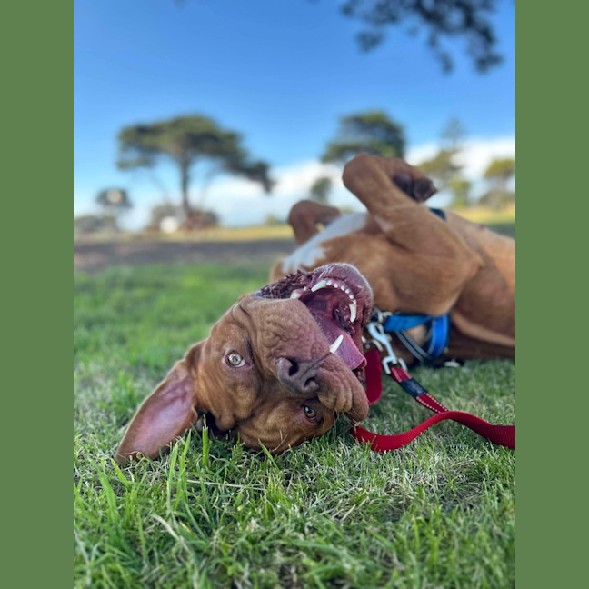 Photo of Apollo