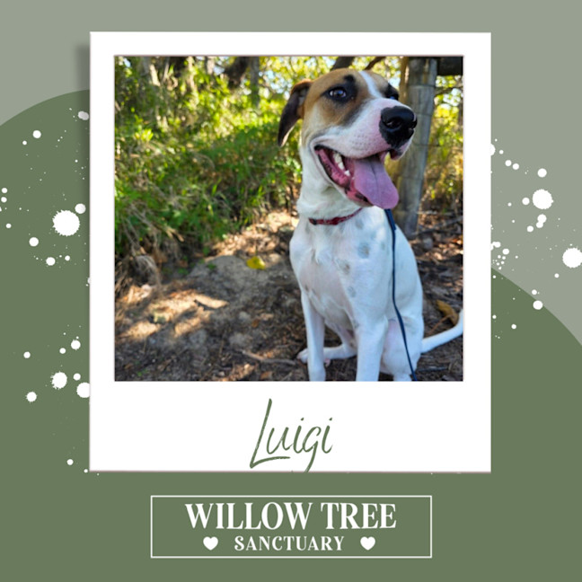 Photo of Luigi