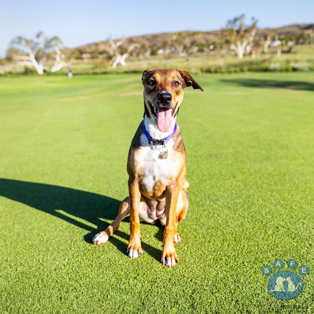 Photo of Willow
