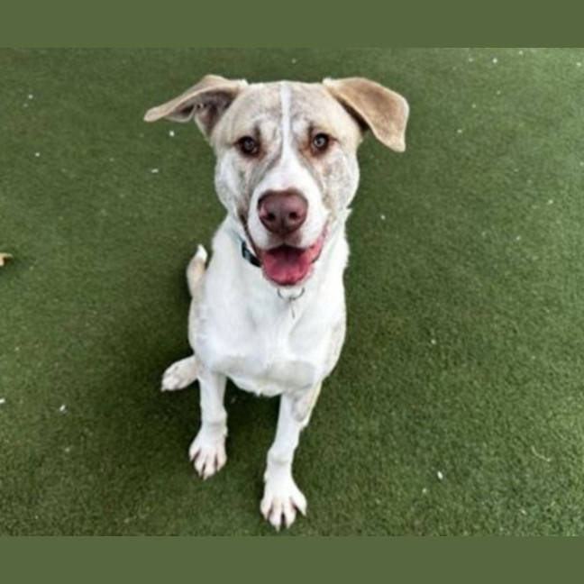 Photo of Ranger