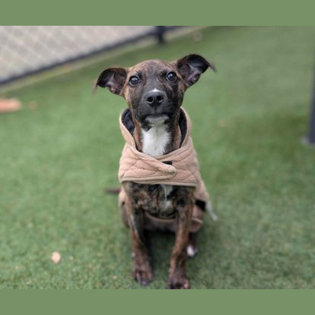 Photo of Junie