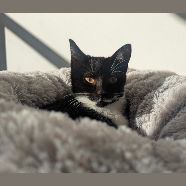 Photo of Jj   4 Month Old Domestic Short Hair