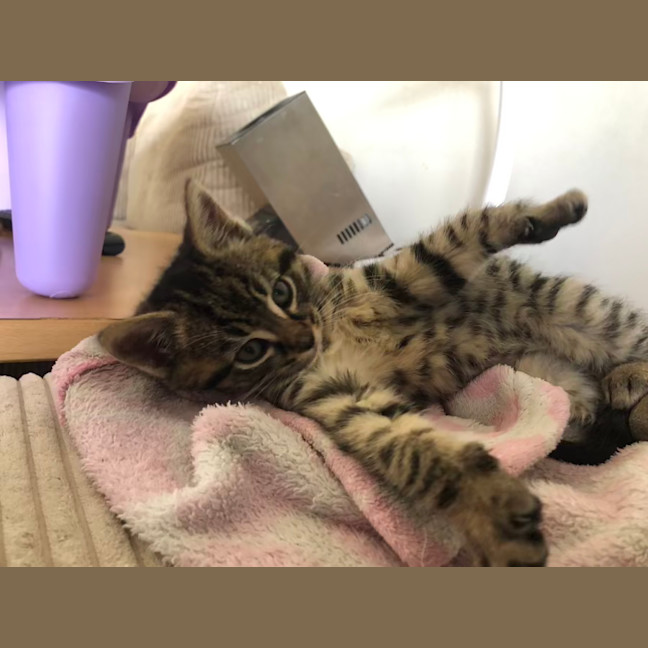 Photo of Toulouse   2 Month Old Domestic Short Hair (Trial)