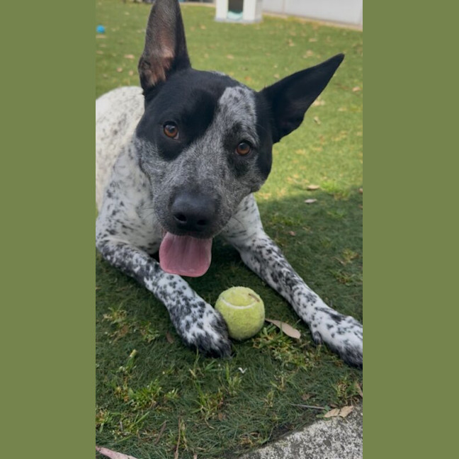 Photo of Buddy