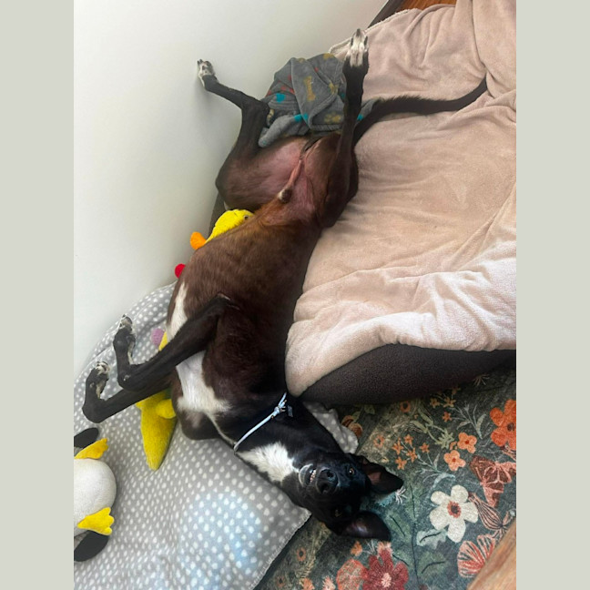 Photo of Joey, Greyhound