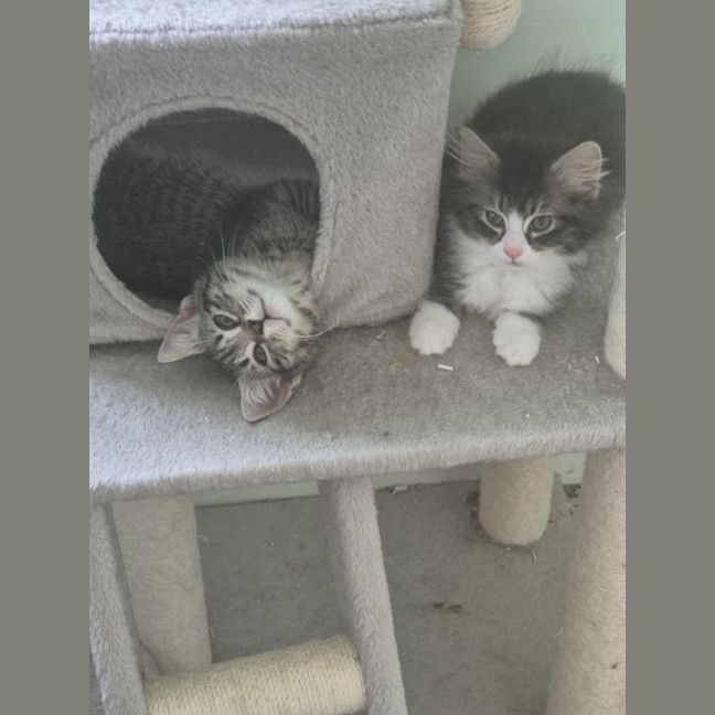 Photo of Lorrie *9 Lives Project Rescue*