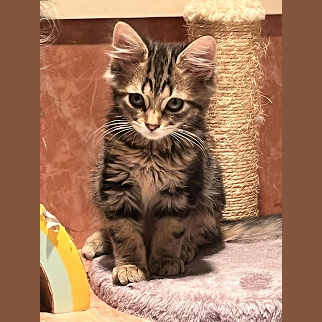 Photo of Bucket   In Foster Care In Greensborough