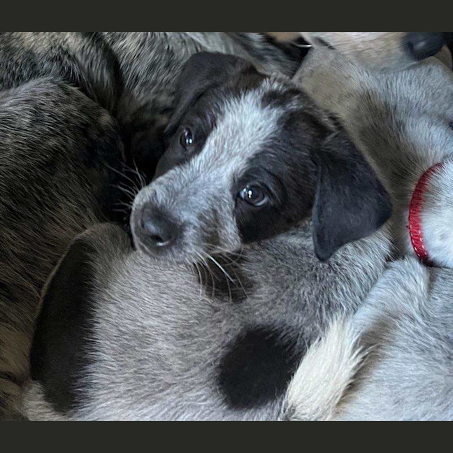 Photo of Milo