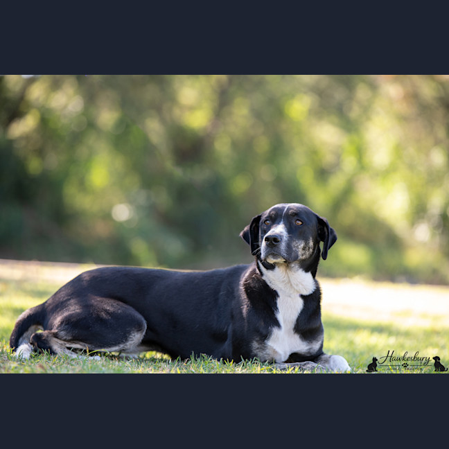 Photo of Daisy