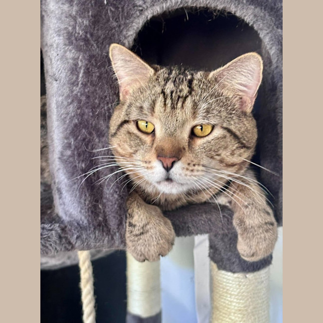 Photo of Loki