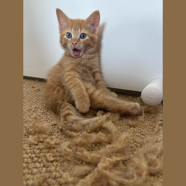 Photo of 🔶 Pumpkin 🔶