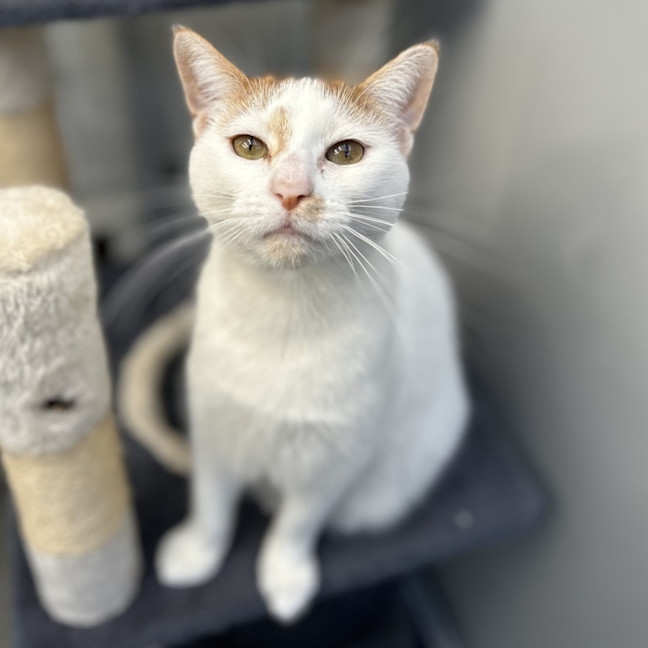 Photo of Pearl
