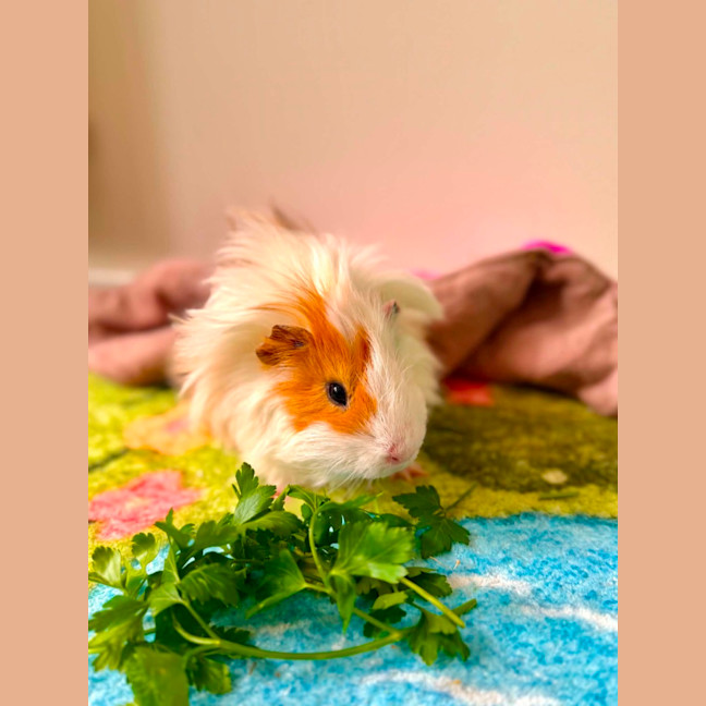 Photo of Leon 