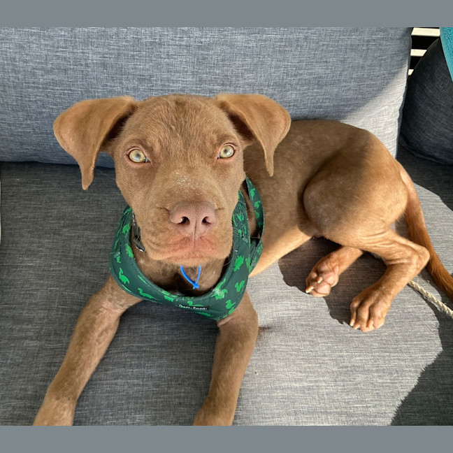 Photo of Nugget