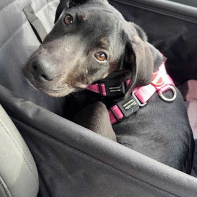 Photo of Atlas 