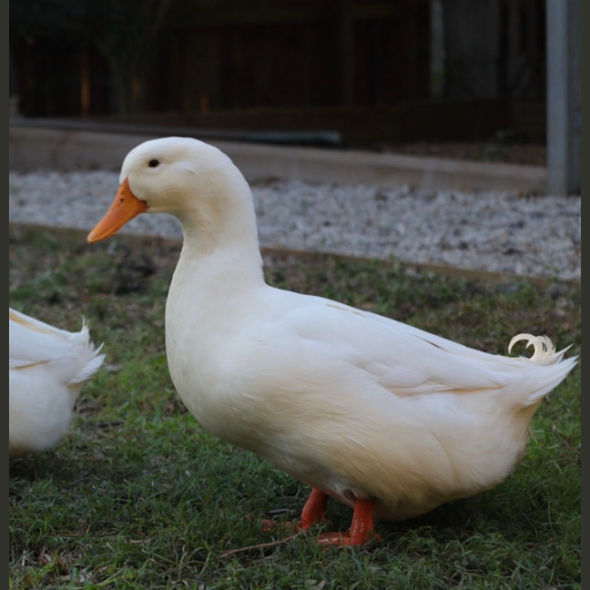 Photo of Pippin