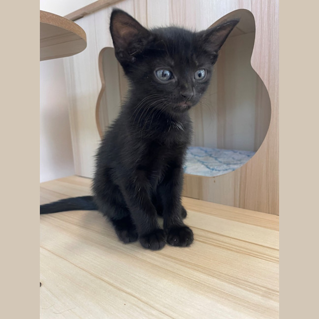 Photo of C1573 Franki