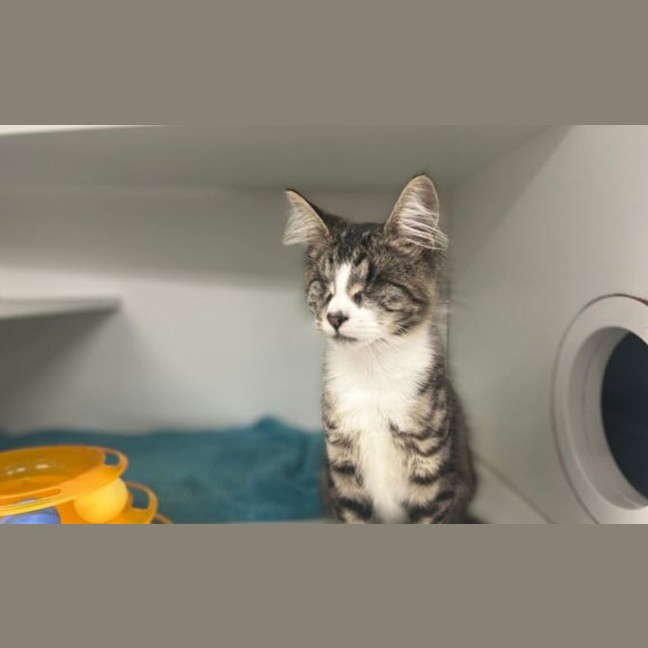 Photo of Lucky