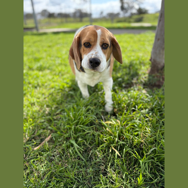 Photo of Buddy