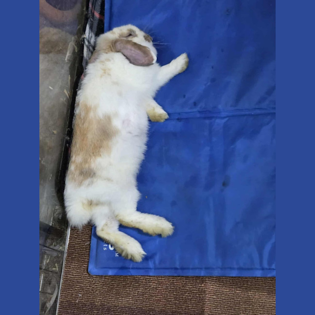 Photo of Flossy