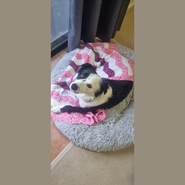 Photo of Clover