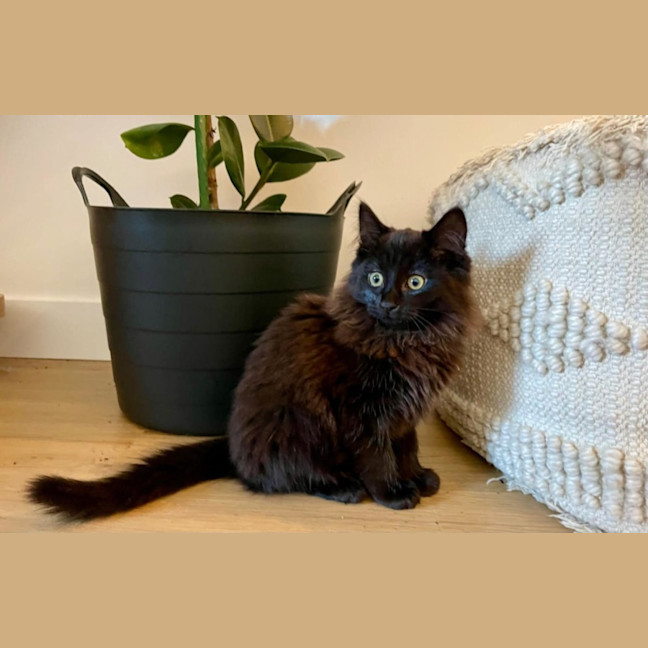 Photo of Wilma   Located In Kensington