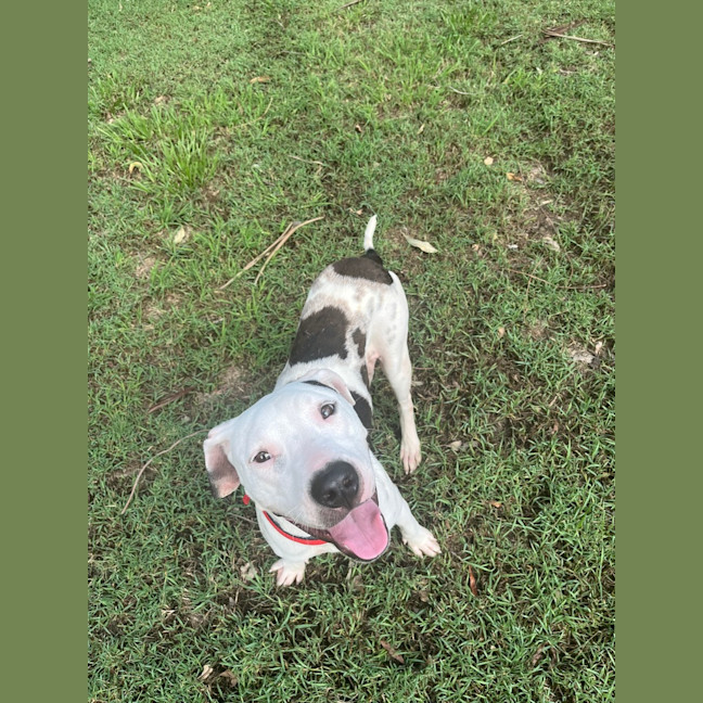 Photo of Pongo
