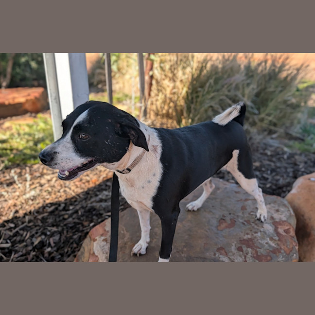 Photo of Gidgy (Buster)