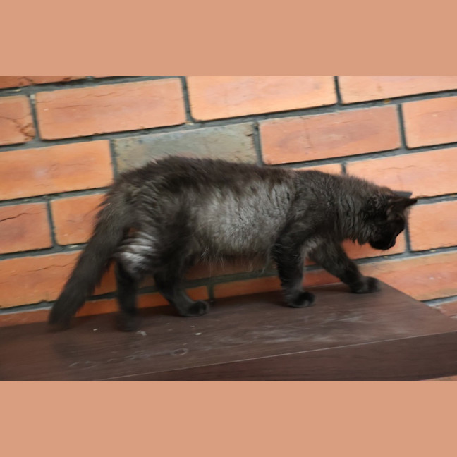 Photo of Gnurr