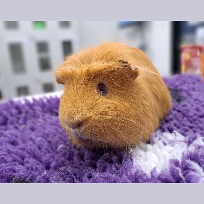 Photo of Snickers