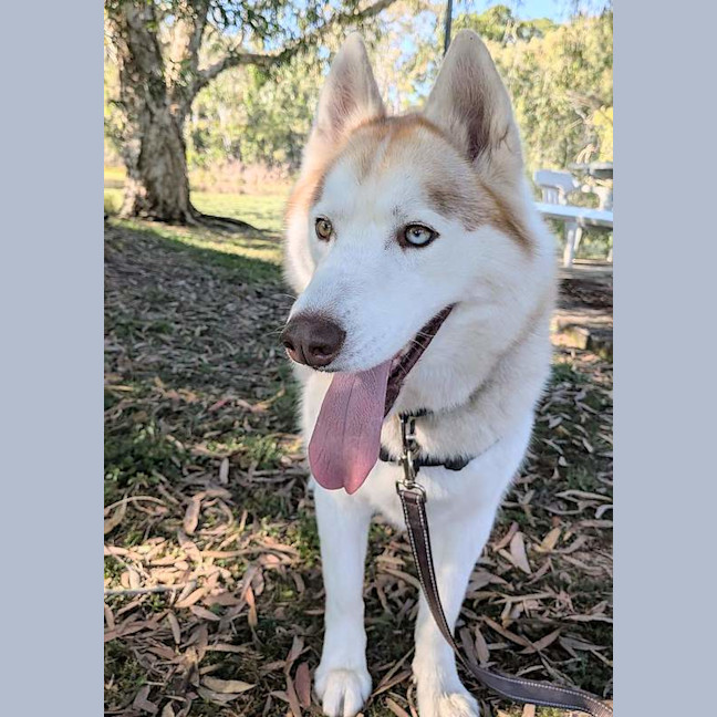 Photo of Ace