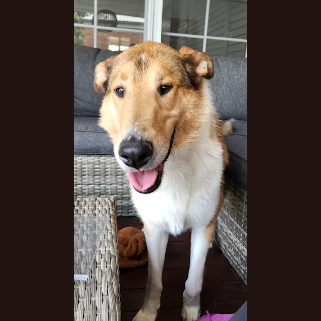 Photo of Jock