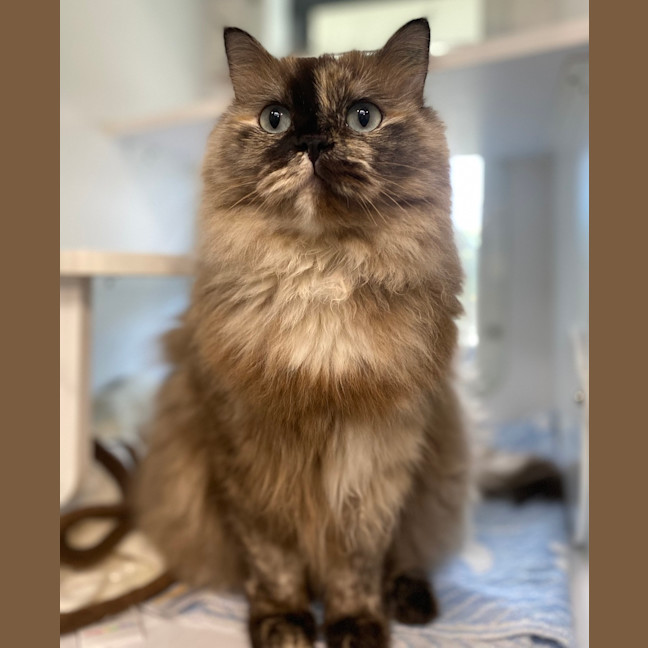 Photo of Hera