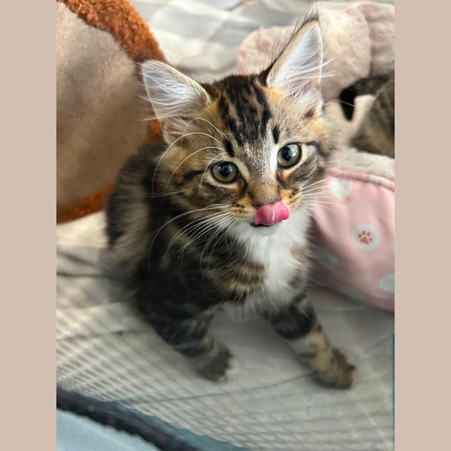 Photo of Ollie   Reduced Adoption Fee