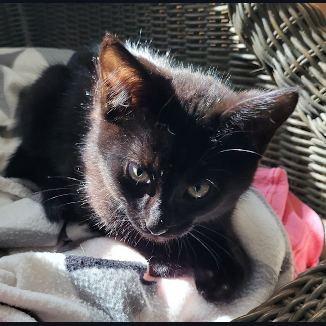 Photo of Boris