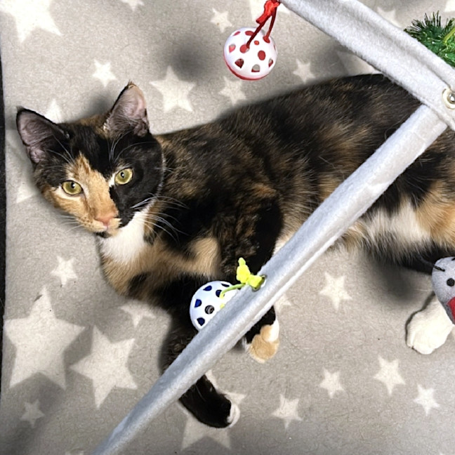 Photo of Dahlia Stk012767