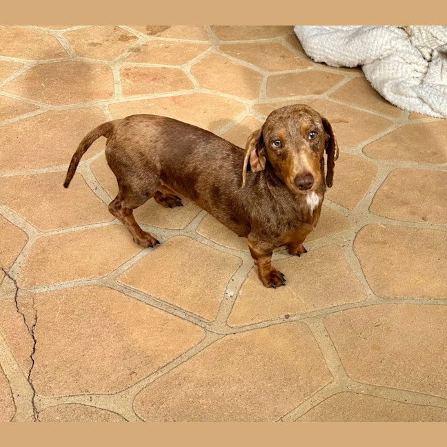 Photo of Freckles