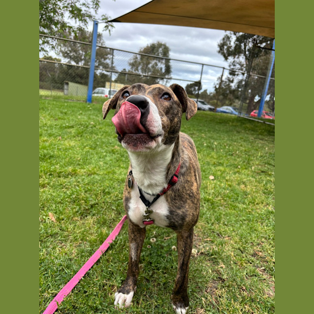 Photo of Scarlet 