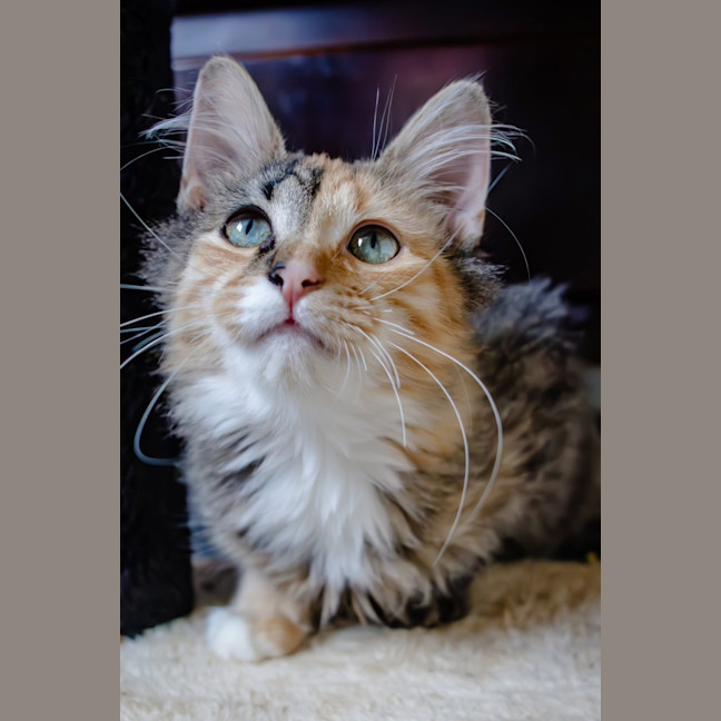 Photo of Marble