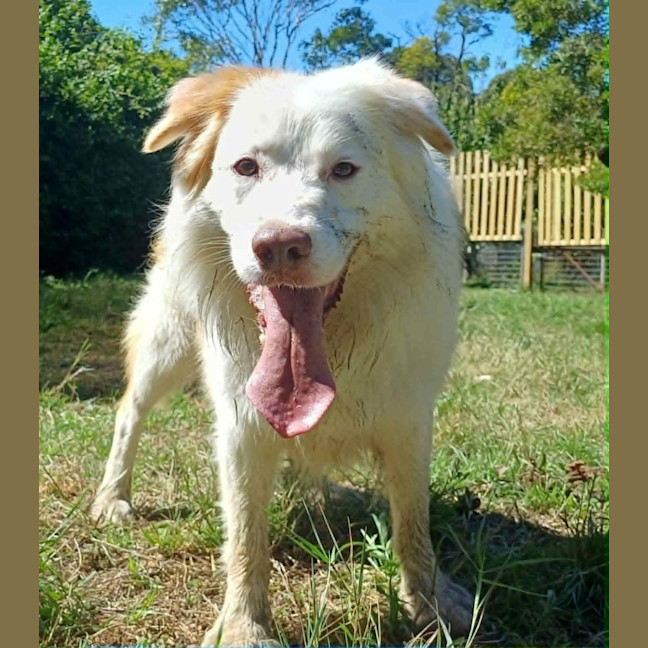 Photo of Indy