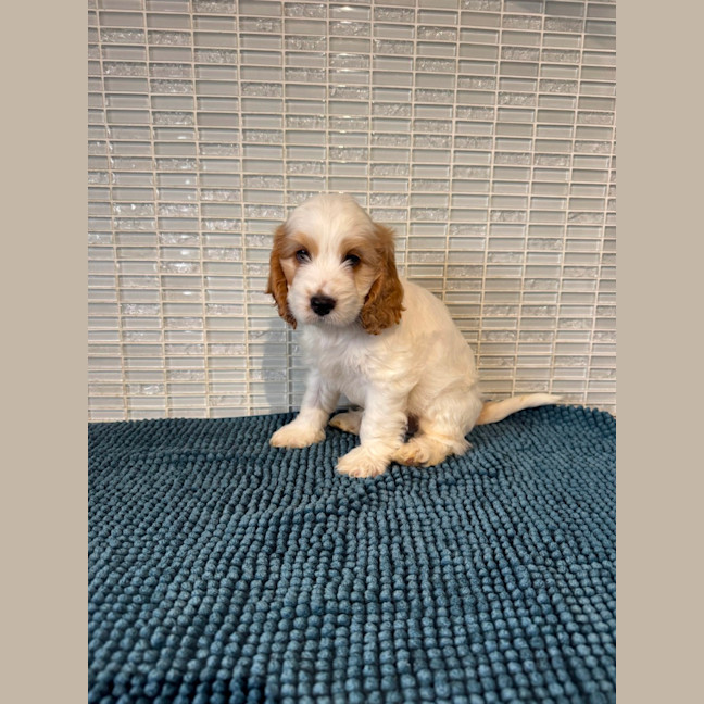 Photo of Gus