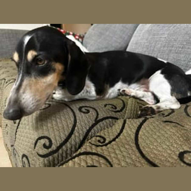 Photo of Scooby