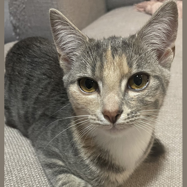 Photo of Duchess