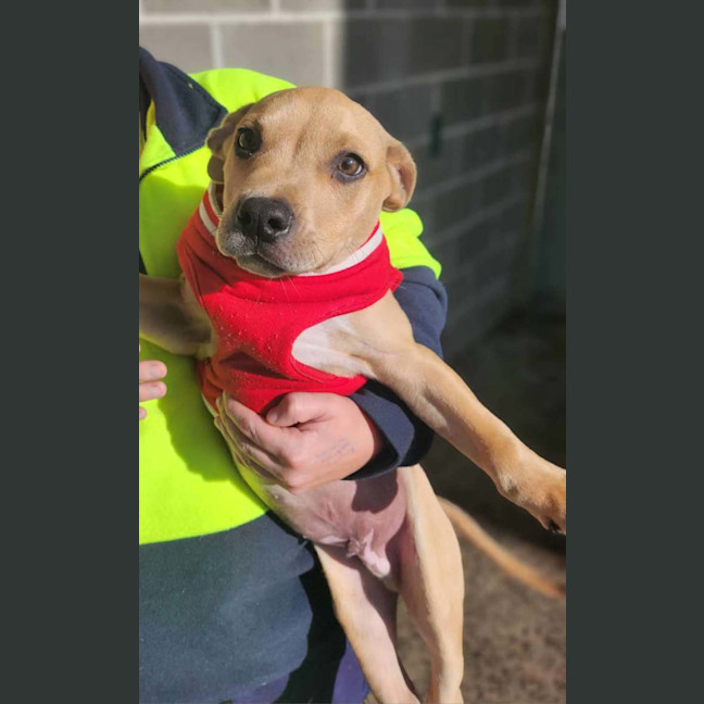 Photo of Zayne ~ 4 Month Old Male Staffy X