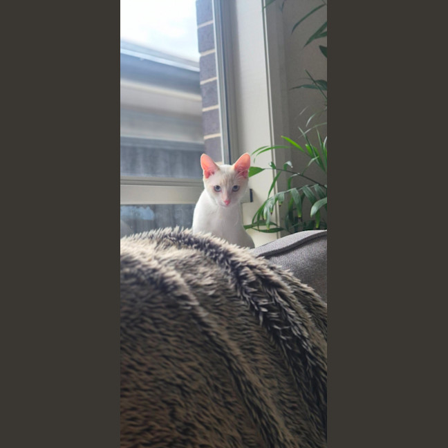 Photo of Bluey